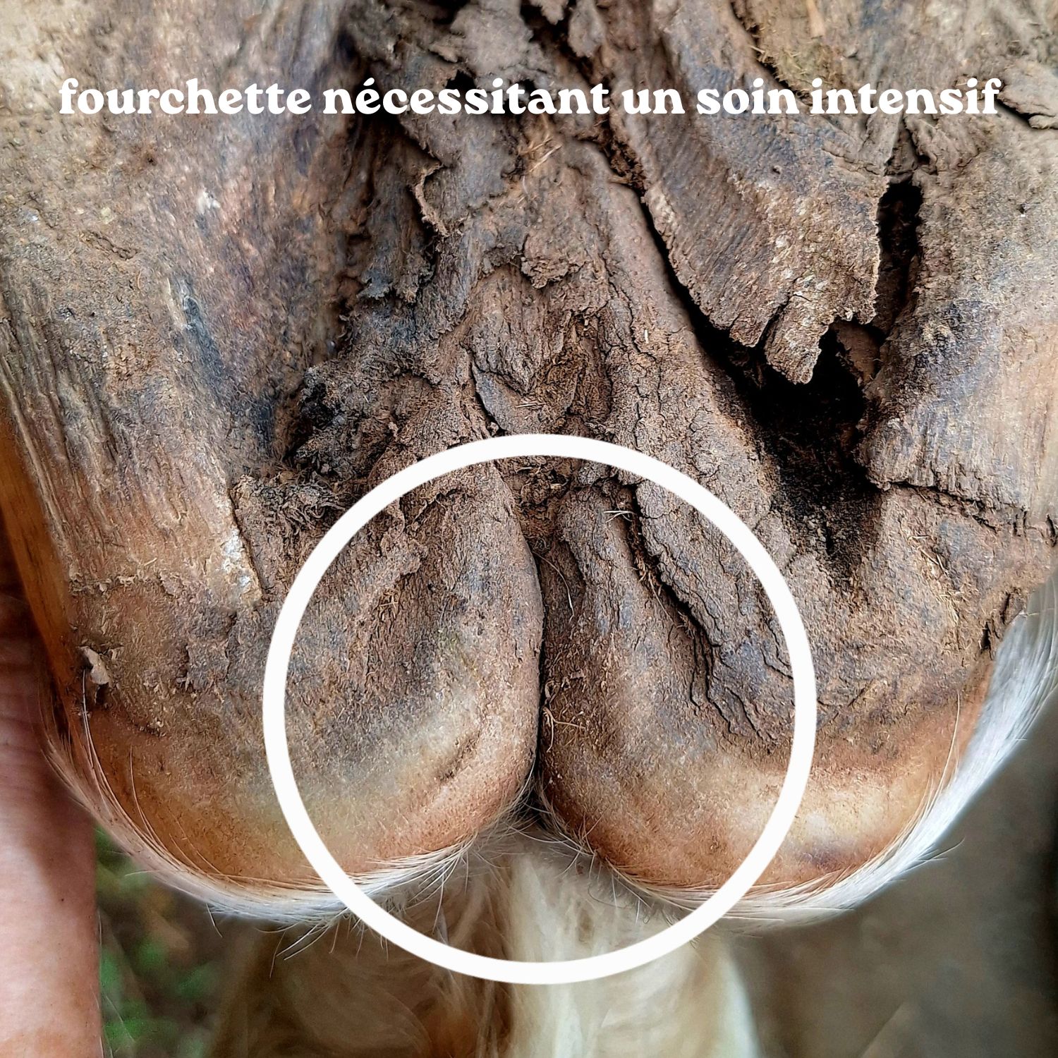 Pack Soin Intense Sabot – Image 2