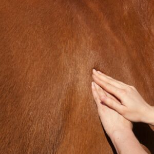 Huile de massage muscles et articulations