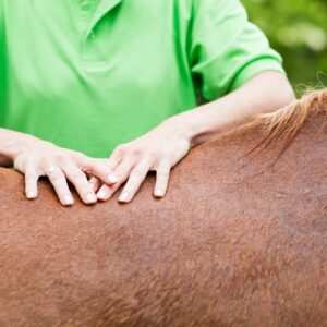 Huile de massage confort articulaire